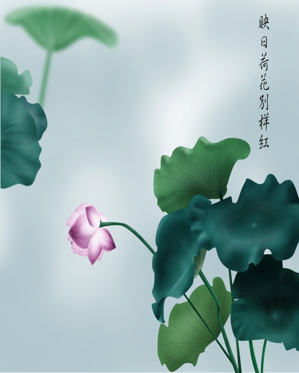 荷花圖片