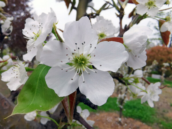 春天白色的梨花盛开了