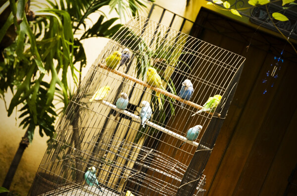笼子里的一群鹦鹉