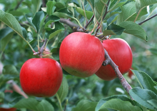 苹果树枝头上的红苹果牛顿与苹果新鲜水果