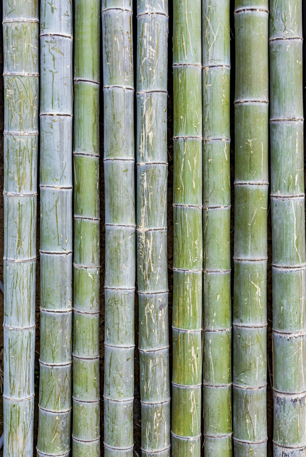竹子