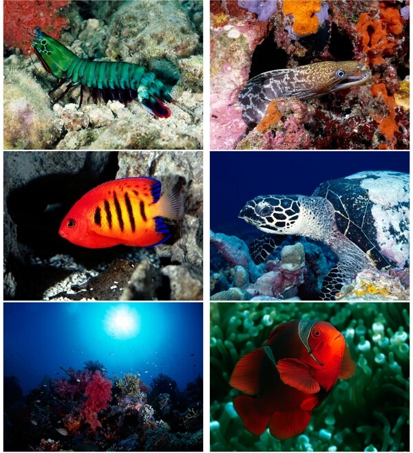 海洋生物背景