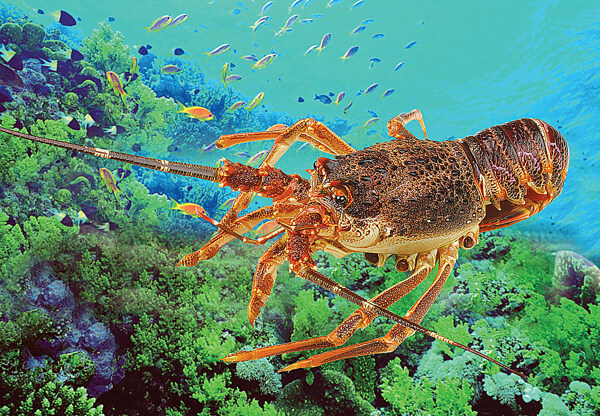 海鲜澳洲龙虾图片