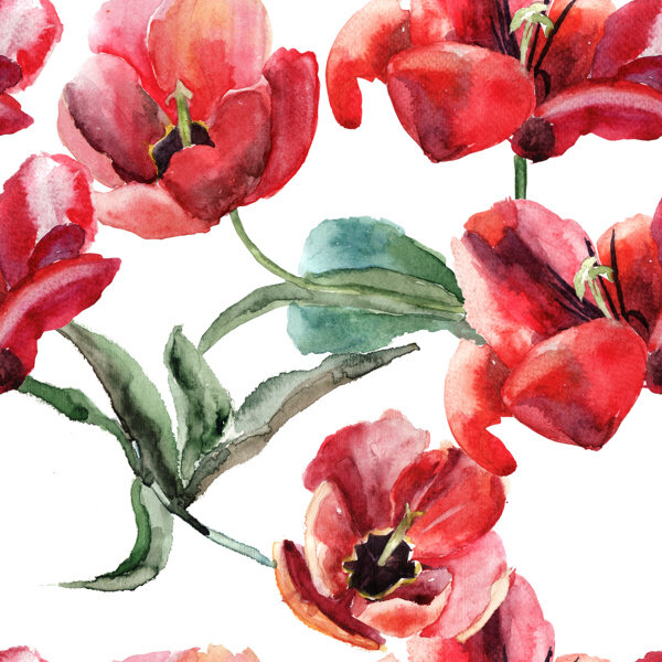 盛开的红色罂粟花水彩画背景素材图片