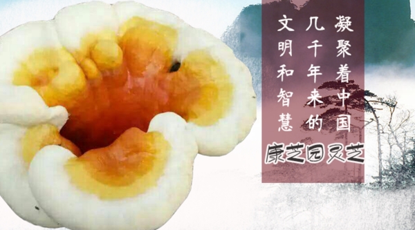 靈芝