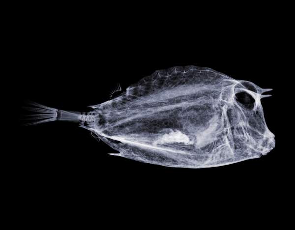 X光下的魚