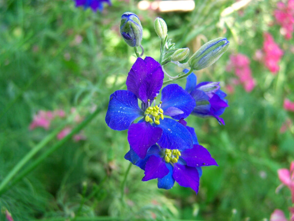 位圖植物花朵寫實(shí)花卉野花免費(fèi)素材