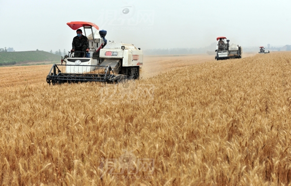 有机小麦丰收的季节