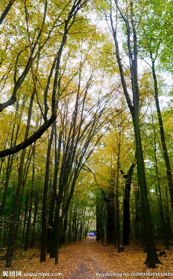 秋天大自然森林