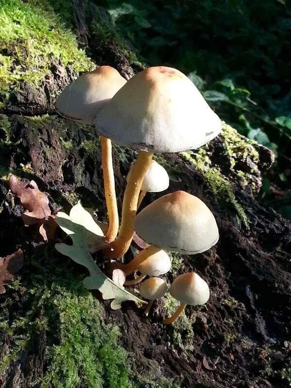 秋季小蘑菇