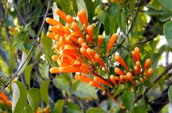 炮仗花圖片