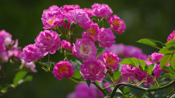 唯美粉色蔷薇花图片