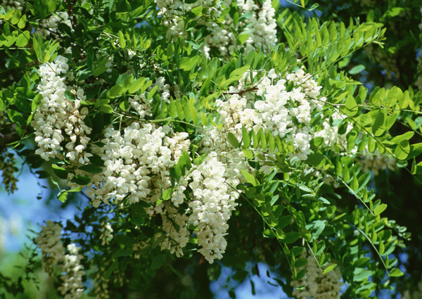植物鮮花素材