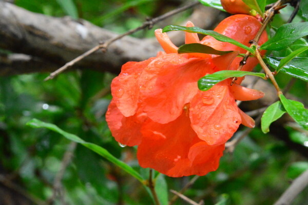 石榴花