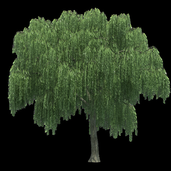 園林景觀樹(shù)木270圖片