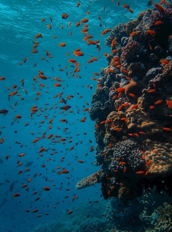 海底鱼群珊瑚礁背景海报素材图片