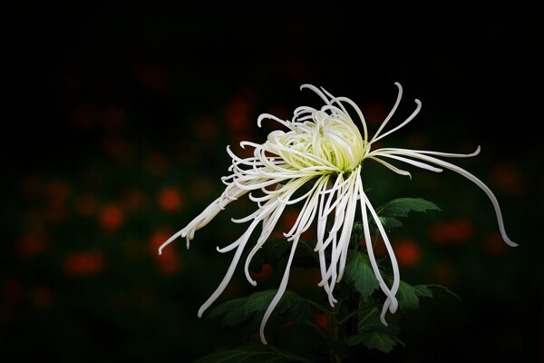 唯美白色秋菊图片