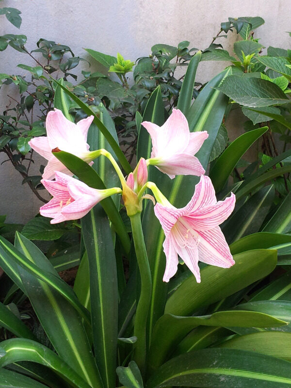 百合花圖片