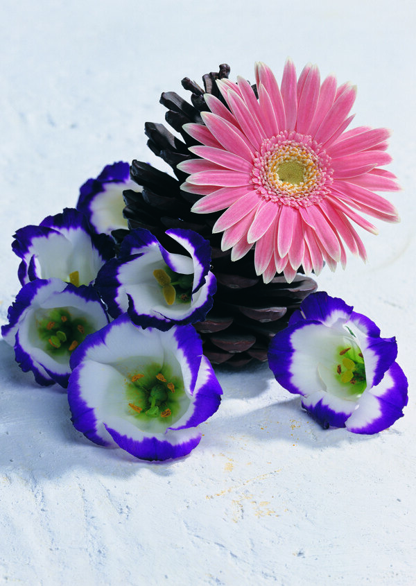 花藝擺設花鮮花花卉