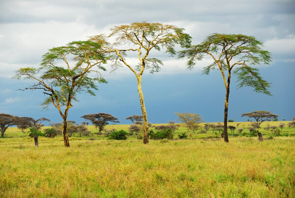 春天的非洲草原风光图片