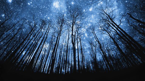 夜晚樹林星空圖片