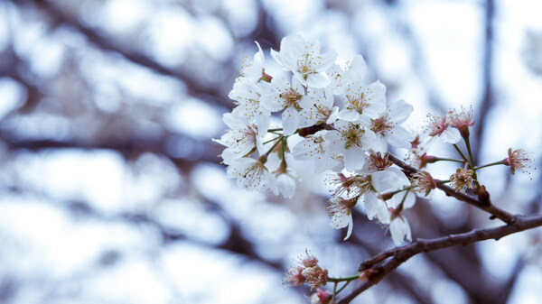 花朵圖片