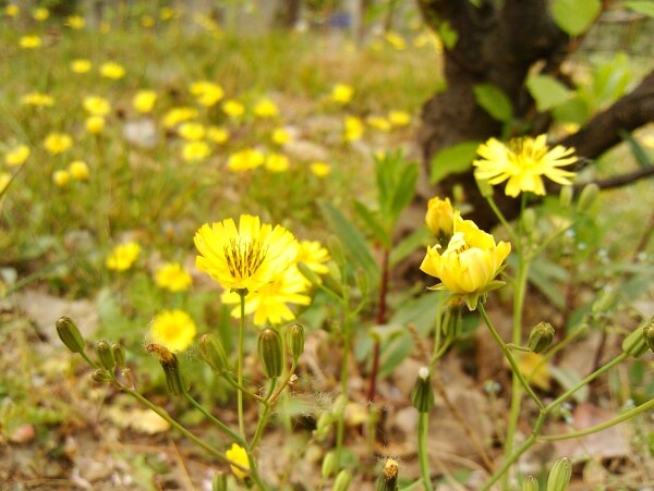 黃花圖片