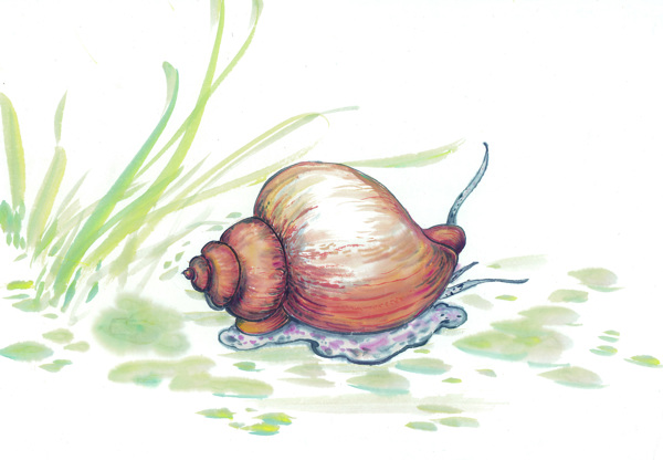 古圖繪畫(huà)動(dòng)物魚(yú)類(lèi)生物