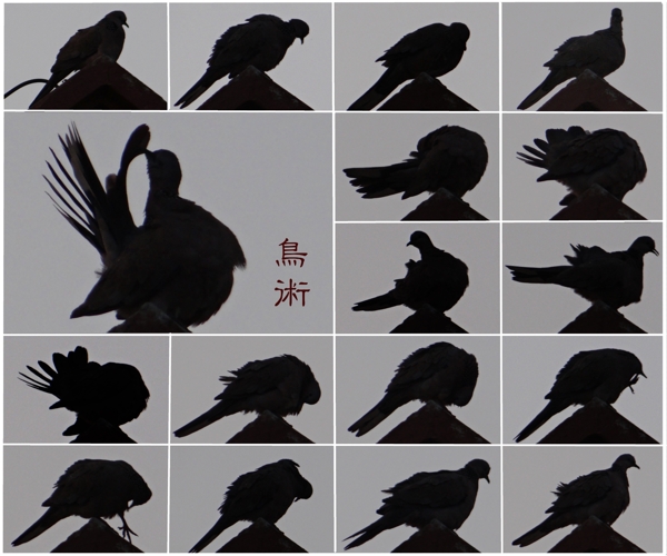 鳥(niǎo)背景圖片高清psd下載