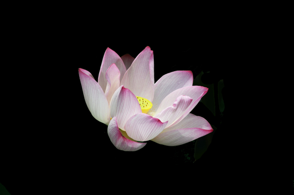 位圖植物花朵荷花寫實(shí)花卉免費(fèi)素材