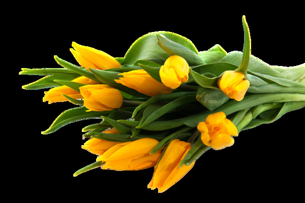 黄色郁金香花朵png元素素材