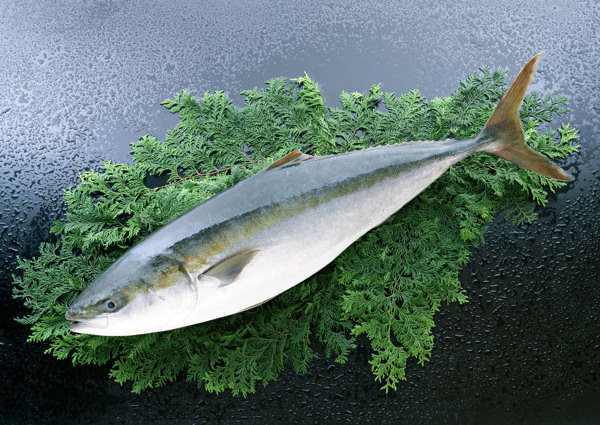 魚類