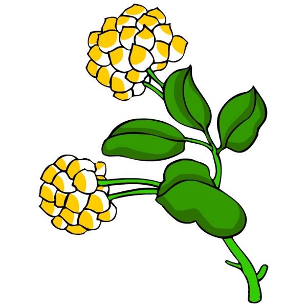 花卉古典插畫(huà)