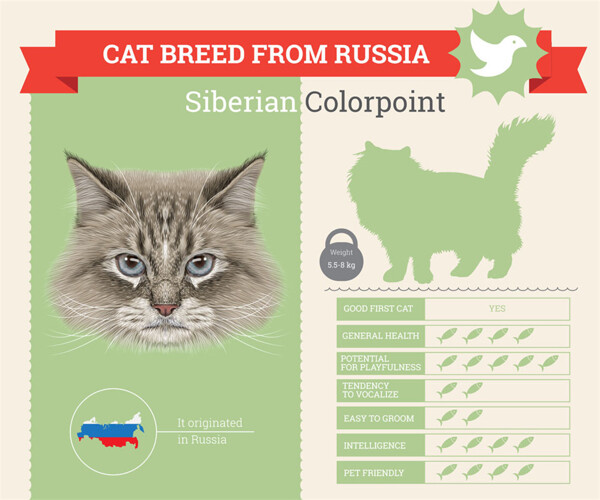 西伯利亚宠物猫图片
