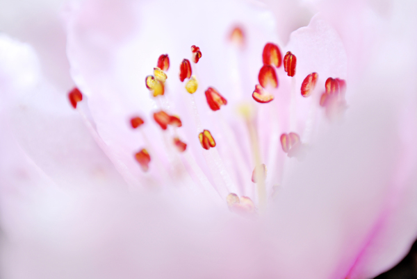 桃花圖片