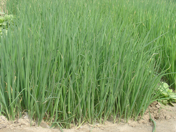 大蔥