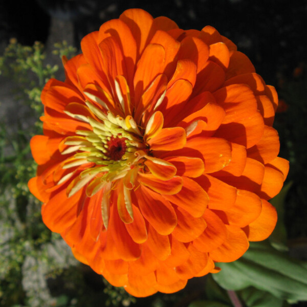 位圖植物攝影寫實(shí)花卉花朵數(shù)碼照片免費(fèi)素材