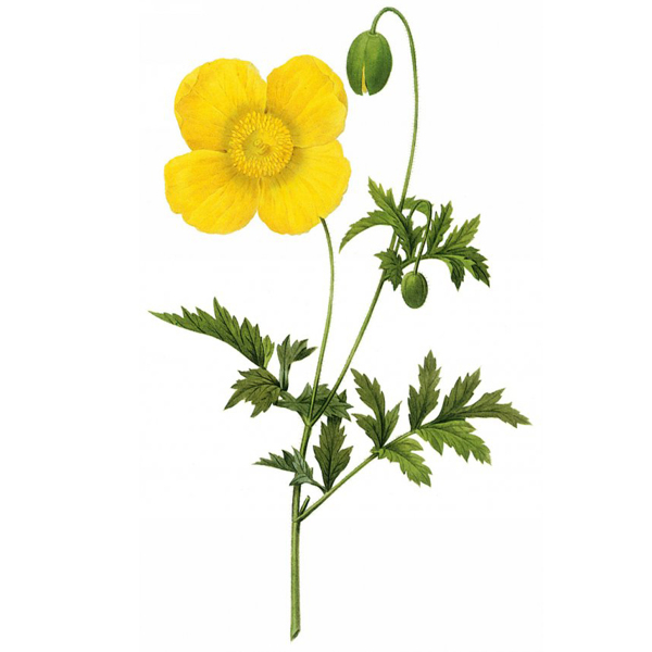 位圖藝術(shù)效果水彩花卉免費素材