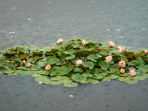 杭州西湖雨景荷花