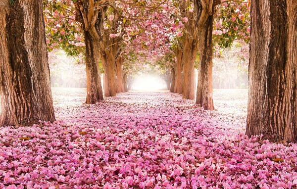 落花的道路