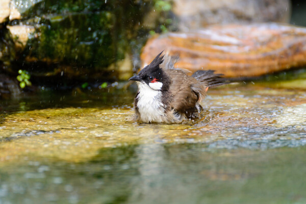水里的野生鳥圖片