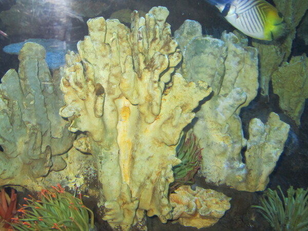 海底世界圖片