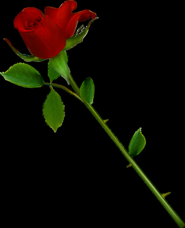 一支玫瑰花素材图片
