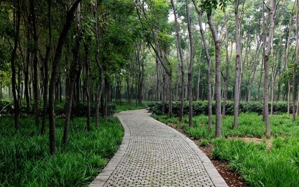 林間步道