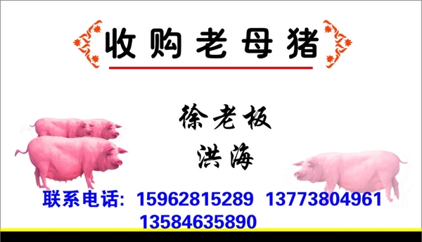 收購(gòu)老母豬名片圖片