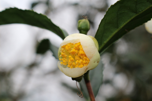 茶花圖片