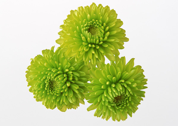 植物鮮花素材