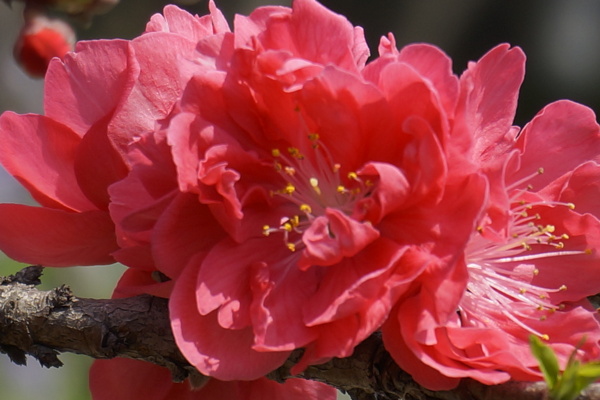 桃花圖片