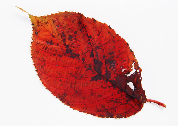 紅葉素材