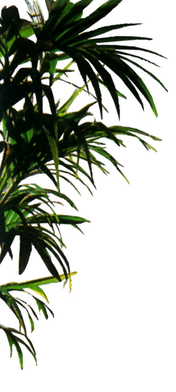 室內(nèi)植物009
